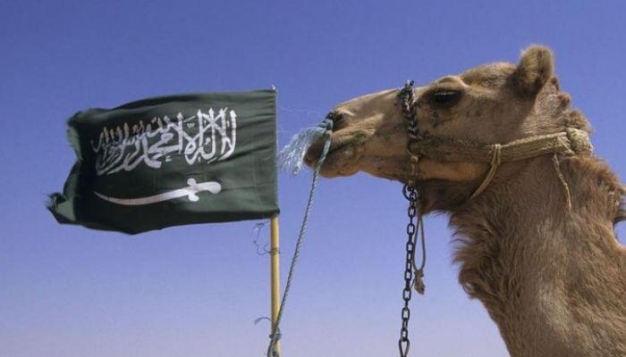 মরুভূমির বাহন খ্যাত উটকে কেন পাসপোর্ট দেবে সৌদি আরব?