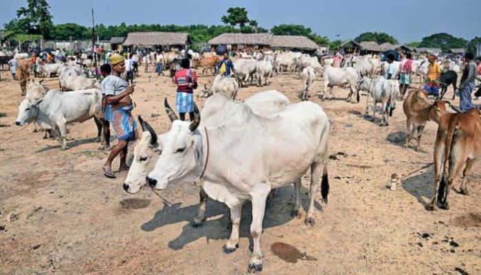 কার লাভ কার ক্ষতি, কুরবানির আগে পশ্চিমবঙ্গে গরু বিতর্ক 